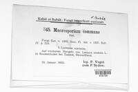 Stemphylium vesicarium image